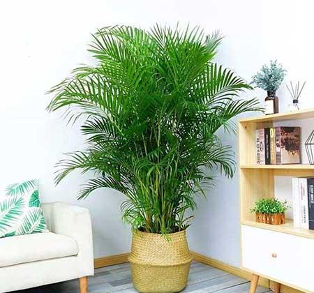 客厅绿植哪种好养