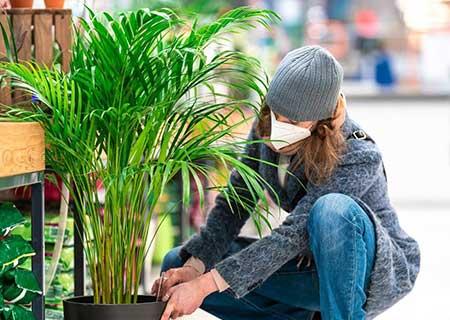 客厅绿植哪种好养