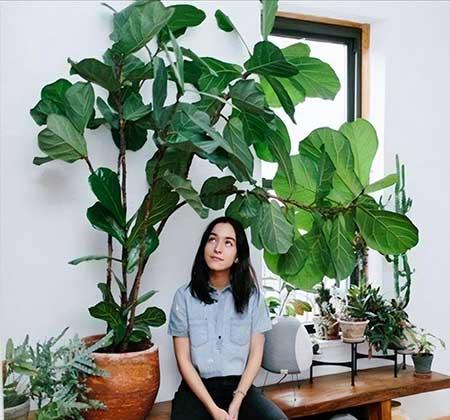 客厅绿植哪种好养