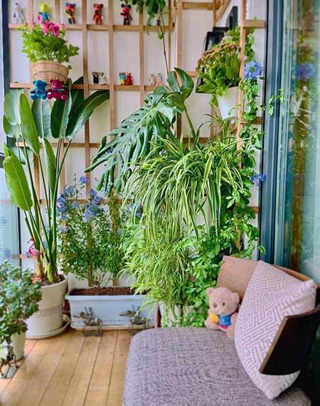 可以在室内养殖的花