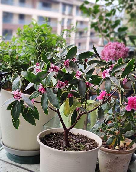 可以在室内养殖的花