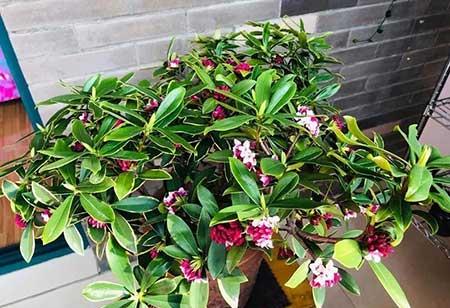 可以在室内养殖的花