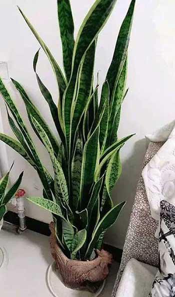 可以在室内养殖的花