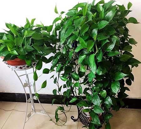 可以在室内养殖的花