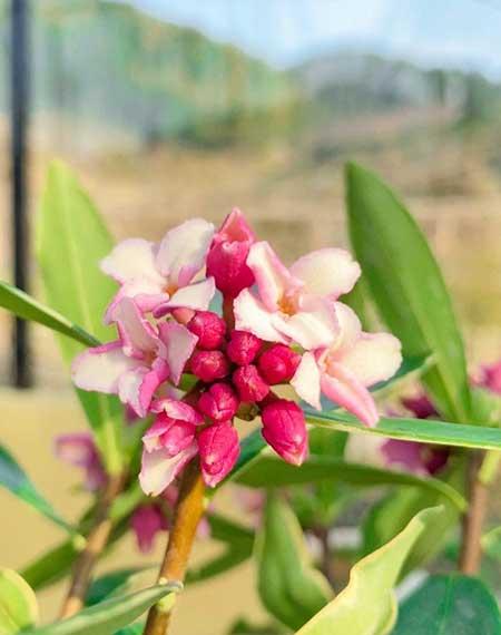 可以在室内养殖的花