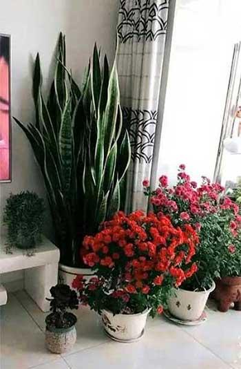 可以在室内养殖的花