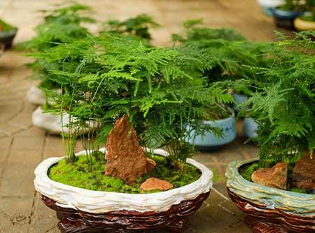 可以在室内养殖的花