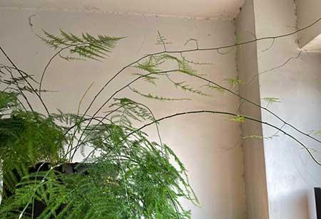 可以在室内养殖的花