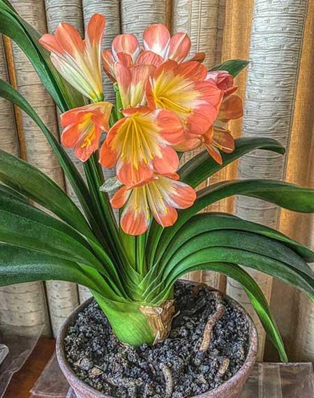 可以在室内养殖的花