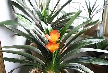 可以在室内养殖的花