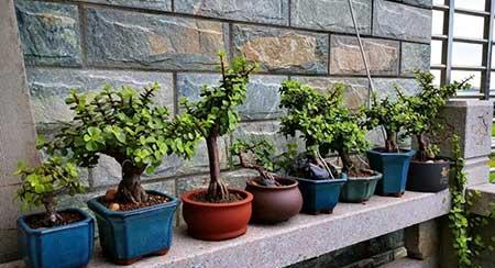 可以在客厅养的花