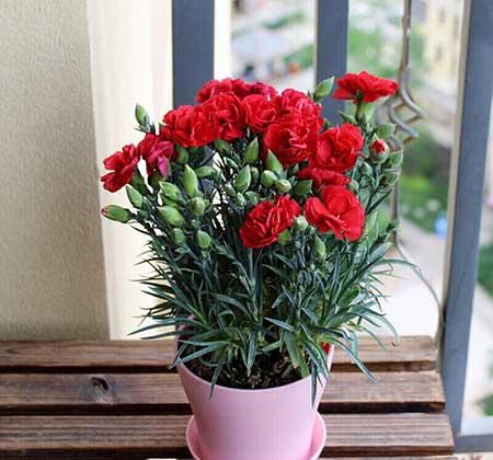 可以在客厅养的花