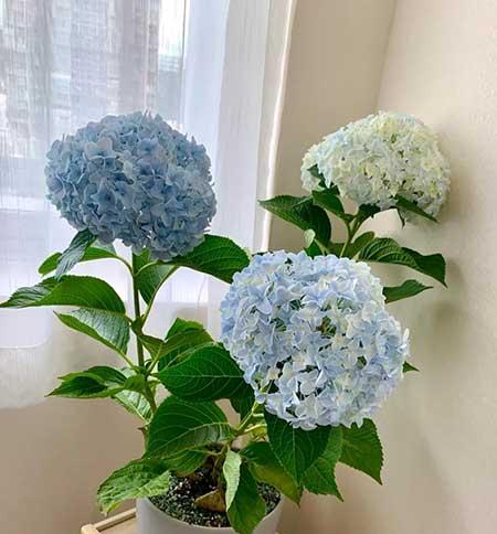 可以在客厅养的花