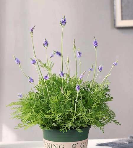 可以在客厅养的花