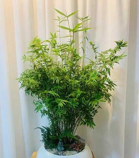 可以在客厅养的花