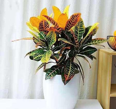 可以在客厅养的花