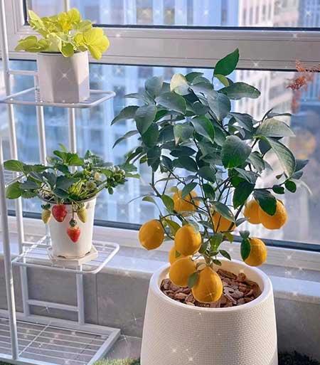 可以在客厅养的花