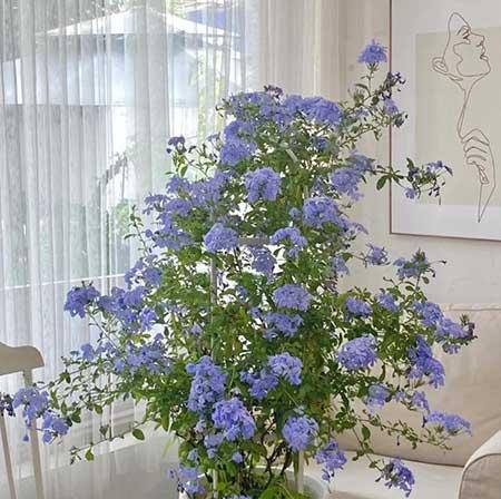 可以在客厅养的花