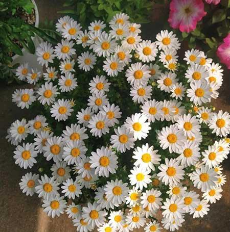 可以在客厅养的花