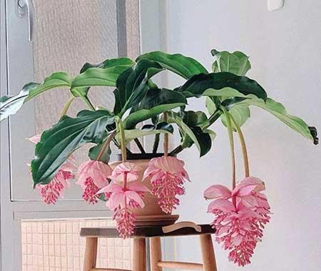 可以在客厅养的花