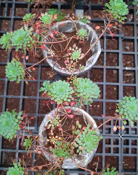 可以一直养的水培植物