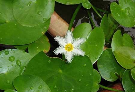 可以一直养的水培植物