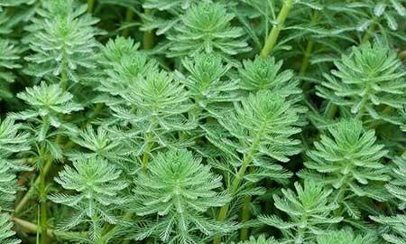 可以一直养的水培植物