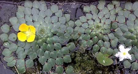 可以一直养的水培植物