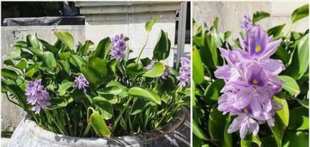 可以一直养的水培植物