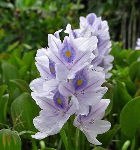 可以一直养的水培植物