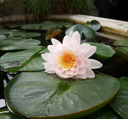 可以一直养的水培植物