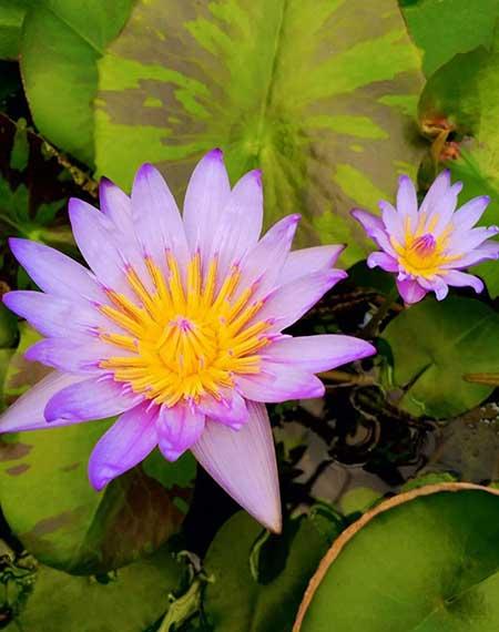 可以一直养的水培植物