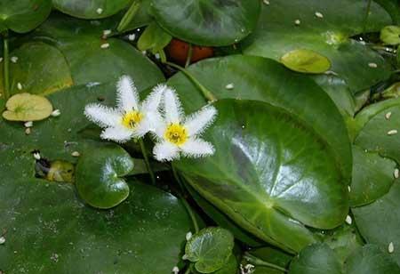 可以一直养的水培植物