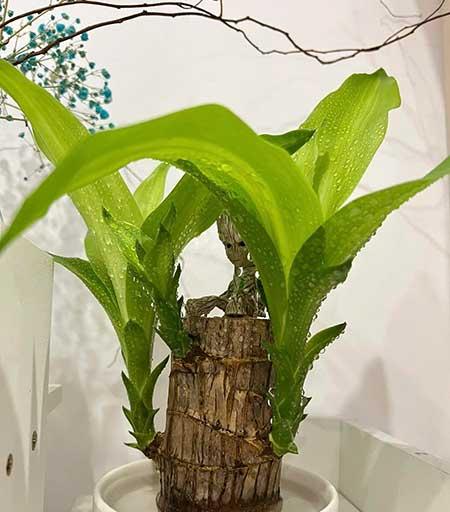 可以放在水里养的花