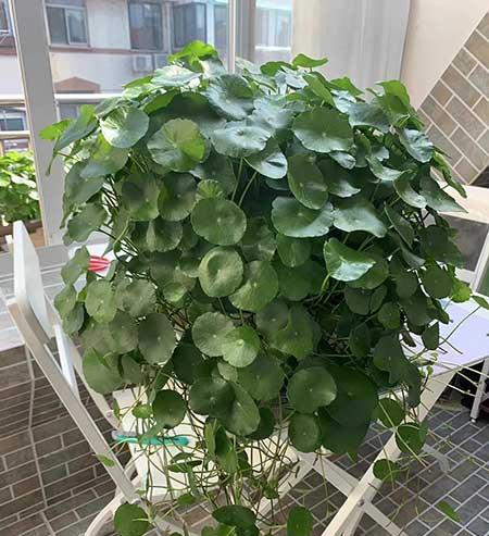 可以放在水里养的花