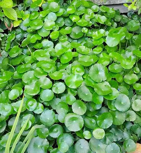 可以放在水里养的花