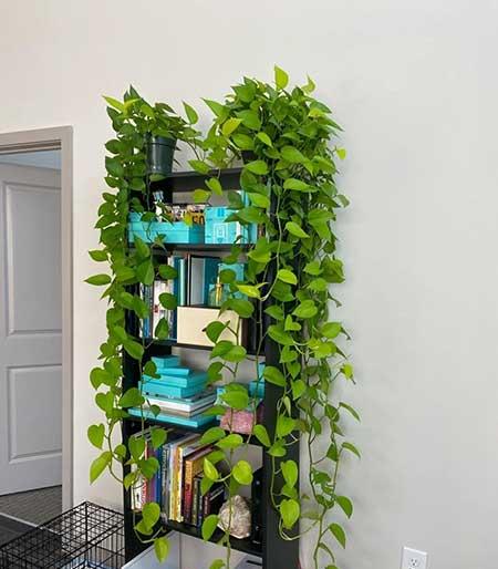 可以放在水里养的花