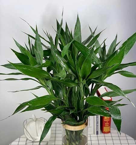 可以放在水里养的花