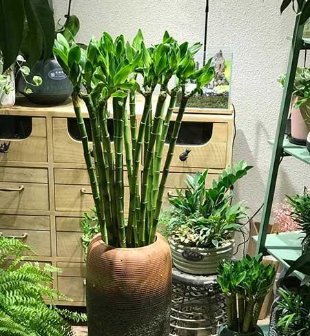 可以放在水里养的花