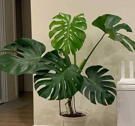 可以放在水里养的花