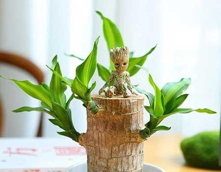 可以放在水里养的花