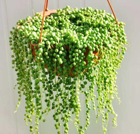 可以吊着养的植物图片