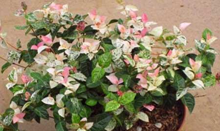 可以吊着养的植物图片