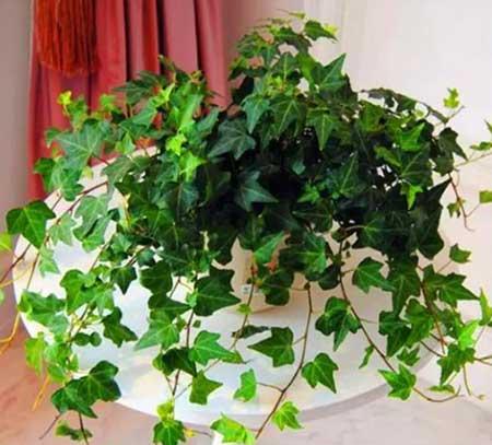 可以吊着养的植物图片