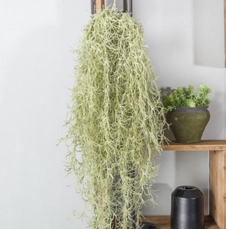 可以吊着养的植物图片