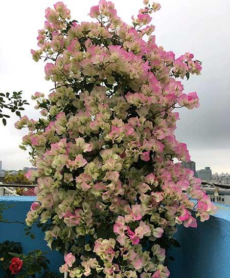 开花期长易养的是什么花