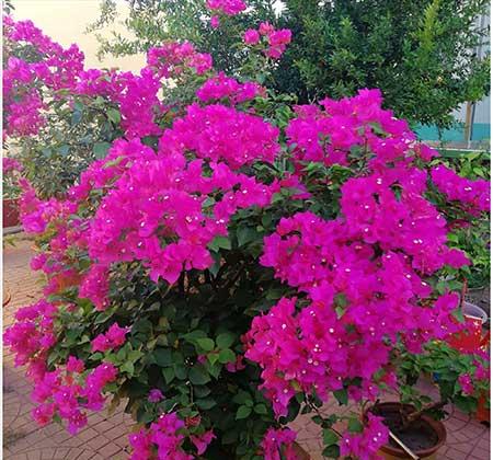 开花期长易养的是什么花