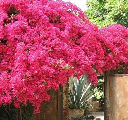 开花期长易养的是什么花