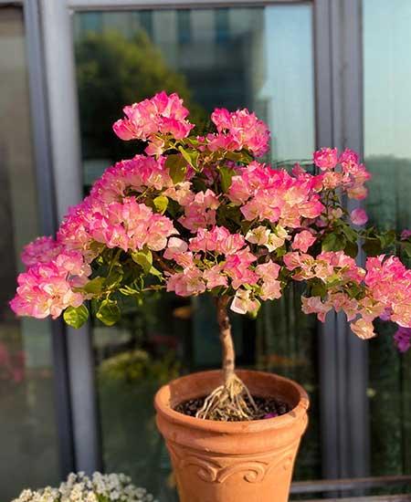 开花期长易养的是什么花