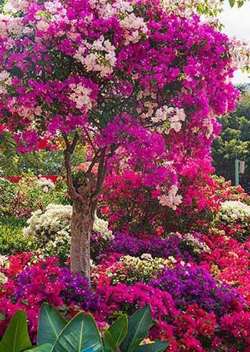 开花期长易养的是什么花